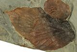 Plate with Two Fossil Leaves (Two Species) - Montana #269370-3